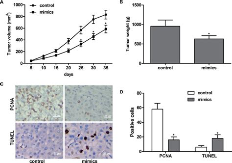 Mir 320d Suppresses Tumor Growth Female Mice Were Subcutaneously Download Scientific Diagram