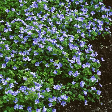 Speedwell Seeds Veronica Repens Creeping Speedwell Ground Cover Seed