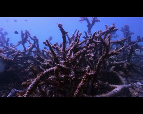 Chasing Coral La Nostra Recensione Sul Documentario Con Foto