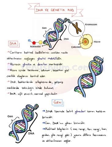 S N F Dna Ve Genetik Kod Ilk K S M Fenusbilim Ders Notu