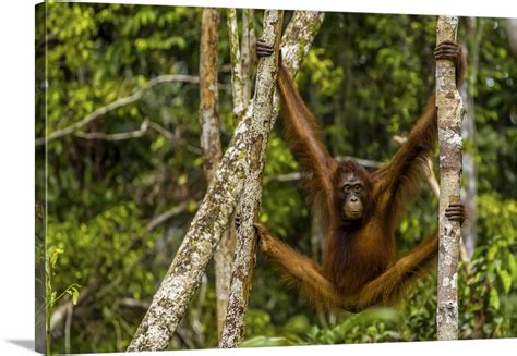 A Bornean Orangutan, Swinging From Adjacent Tree Trunks Wall Art ...