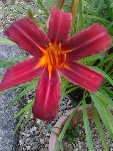 Daylily Crimson Pirate Plants Garden Lily