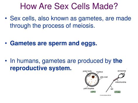 Ppt Meiosis Powerpoint Presentation Free Download Id 6916660