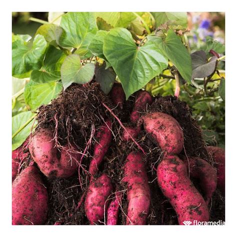 Plantation De Patate Douce Bio Conseils Et Astuces