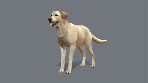 Dog Labrador V3 Buy Royalty Free 3d Model By Reddeer Billl90