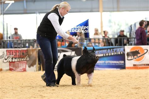 Western Regional Hampshire Barrow Show National Swine Registry