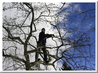 Winter Pruning and Watering – Check list! | Mountain High SavATree ...