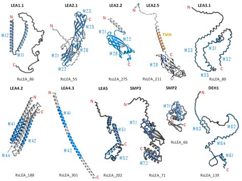 IJMS Free Full Text In Silico Characterisation Of The Late