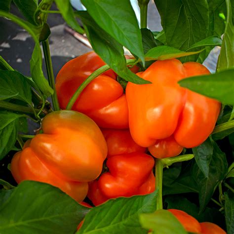 capsicum horizon organic  diggers club
