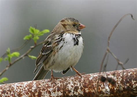 Birds: Harris's Sparrow