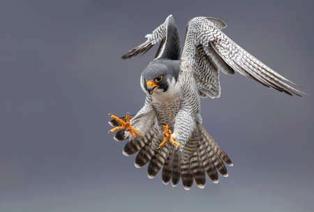 Photo of Peregrine Falcon in Flight - ID:118861750 - Royalty Free Image ...