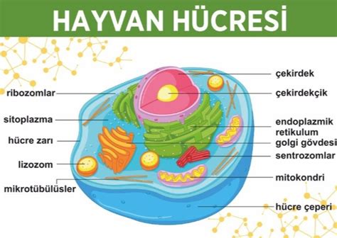 Bitki Ve Hayvan H Cresi Aras Ndaki Farklar Nelerdir Linc Heap