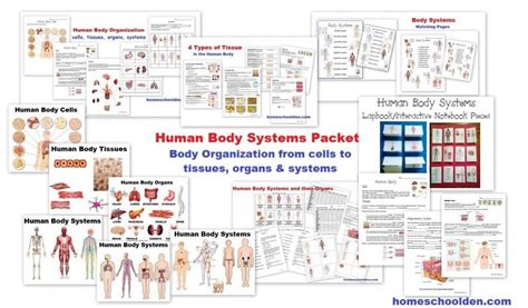 Human body systems worksheets – Artofit