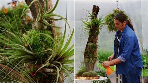 Composición con tillandsias o claveles del aire Jardinatis