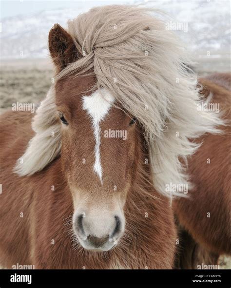 Icelandic Horse Equus Ferus Caballus Covered In Snow And Ice Staring