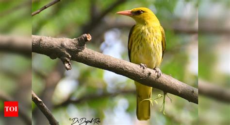 Ku Campus Emerges As A Birds Paradise Times Of India