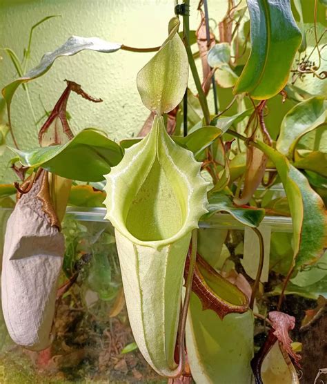 Nepenthes Pollen Verf Gbar Pollen Gesellschaft F R Fleischfressende