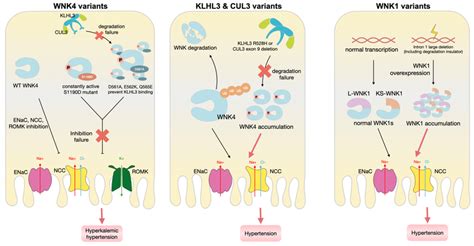 Pathophysiological Changes Induced By The Genetic Variants Of Wnk