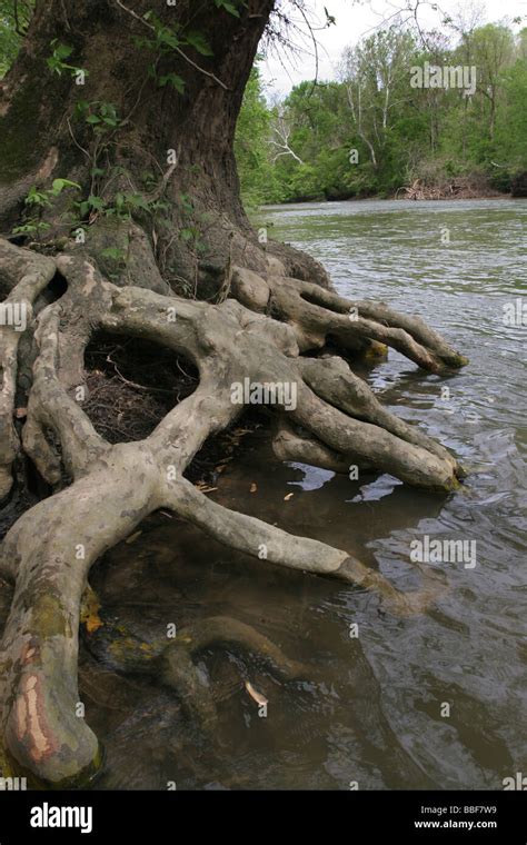 Sycamore tree roots hi-res stock photography and images - Alamy