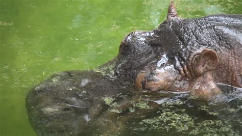 Hippo Swimming Underwater On Sunny Day Stock Footage Video 2248663 ...