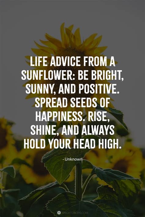 147 Sunflower Quotes for Instagram and Social - Bright Drops