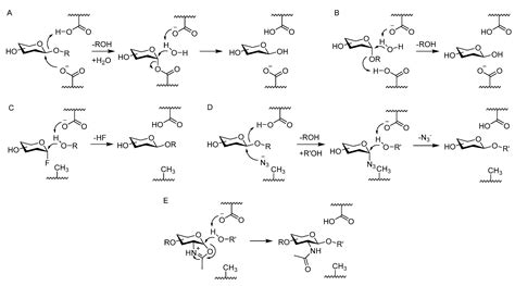 Molecules Free Full Text Synthesis Of Glycosides By Glycosynthases