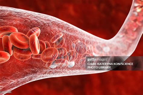 Blood Vessel With Blood Cells Illustration High Res Vector Graphic