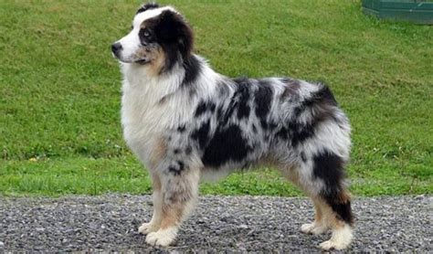 Spotted Dog Breeds 10 Popular Dogs With Captivating Designs