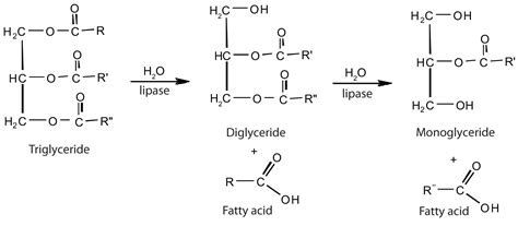 Triacylglycerol Lipase