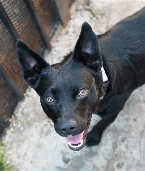 Buddy Rocket Dog Rescue