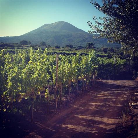 Naples Visite Des Vignobles Du Mont V Suve Avec D Jeuner Et