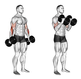 Exercise Database Biceps28 Standing Dumbbell Biceps Hammer Curls