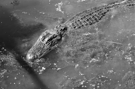 Alligator attack! stock image. Image of swamp, tour, louisiana - 42636539