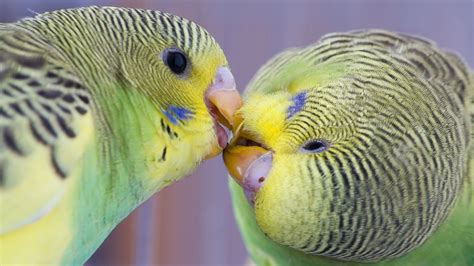 19 Facts About Budgies Facts Net