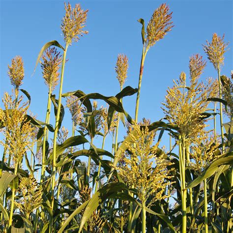 Sorghum Bicolor 58 OFF Gbu Taganskij Ru