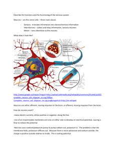 C 6 QUIZ NERVOUS SYSTEM Year 5 MYP