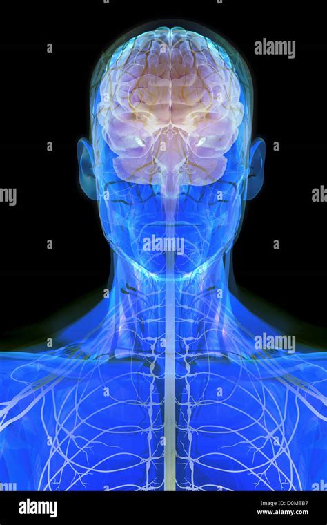 Anatomical model showing the human brain Stock Photo - Alamy