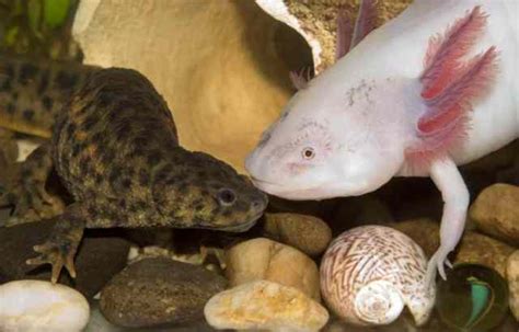 Step By Step How To Introduce Two Axolotls Pet Adoption Planet