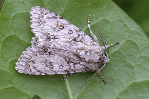 Acronicta Aceris Ahorn Rindeneule The Sycamore In Euroleps Ch