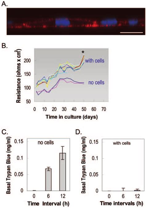 Confocal Imagery Ter And Paracellular Tracer Flux Of Monkey Rpe Cell