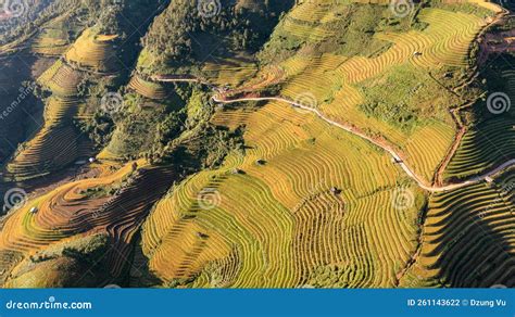 Rice Fields on Terraced Prepare the Harvest at Northwest Vietnam Stock ...