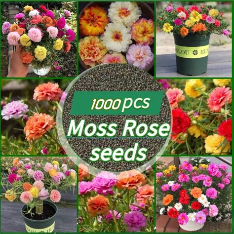 Pcs Japan Moss Rose Seeds For Sale Double Petals Portulaca Flower