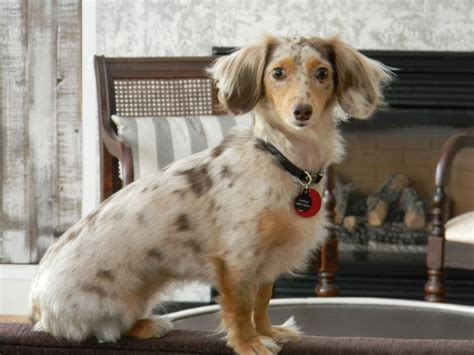 Yorkie doxie mix - austinfiln