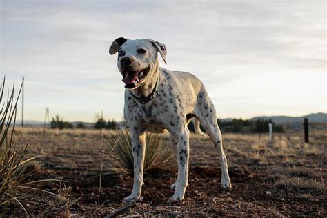 Pointer Mix Pictures - AZ Animals