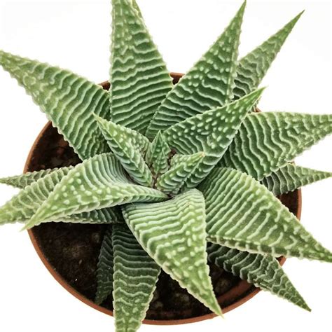 Haworthia Limifolia Spider White Cm Aloaceae Giromagi Vendita