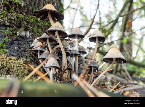 Coprinellus Micaceus Grupo De Hongos Crece En Las Ra Ces Subterr Neas