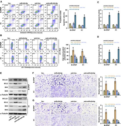 Mir P Promotes Anoikis Resistance In Thyroid Cancer Cells A The