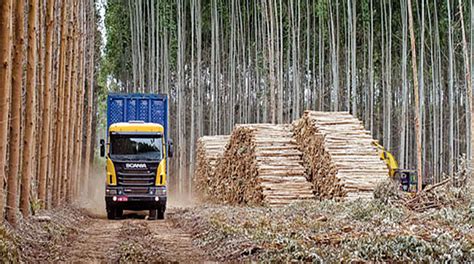 Empresas forestales invierten más de U S 3 000 000 para monitorear la