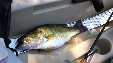 Largemouth Bass At Lake Oconee Youtube