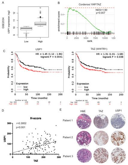 Cancers Free Full Text Usp Regulates Taz Protein Stability Through